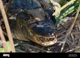 Image result for Alligator mississippiensis