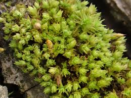 Attēlu rezultāti vaicājumam “Orthotrichum, Nyholmiella”