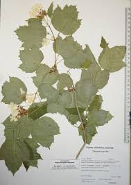 Attēlu rezultāti vaicājumam “Viburnum opulus leaf”