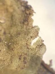 Attēlu rezultāti vaicājumam “Aneura pinguis”