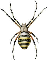 Attēlu rezultāti vaicājumam “Argiope bruennichi”