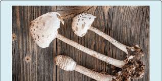 Attēlu rezultāti vaicājumam “Macrolepiota procera”