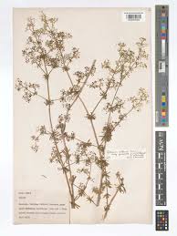 Attēlu rezultāti vaicājumam “Galium album”