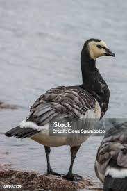 Attēlu rezultāti vaicājumam “Branta leucopsis adult”