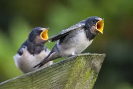 Attēlu rezultāti vaicājumam “Hirundo rustica juvenile”