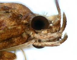 Attēlu rezultāti vaicājumam “Caloptilia hemidactylella”