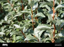 Attēlu rezultāti vaicājumam “Elaeagnus commutata”