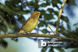 Attēlu rezultāti vaicājumam “Hippolais icterina”