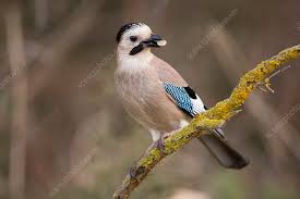 Attēlu rezultāti vaicājumam “Garrulus glandarius adult”