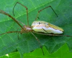 Attēlu rezultāti vaicājumam “Tetragnatha montana”