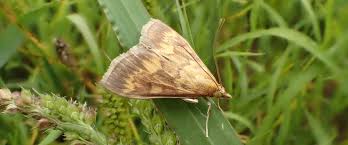 Attēlu rezultāti vaicājumam “Ostrinia nubilalis”