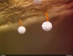 Attēlu rezultāti vaicājumam “Didymium megalosporum macro”