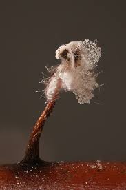 Attēlu rezultāti vaicājumam “Didymium bahiense stalked”