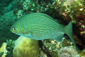 Image result for Kyphosus