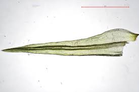 Attēlu rezultāti vaicājumam “Grimmia muehlenbeckii sporophyte”