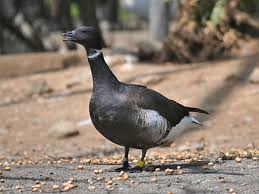 Attēlu rezultāti vaicājumam “Branta bernicla”