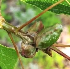 Attēlu rezultāti vaicājumam “Pemphigus borealis”