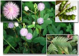 Image result for pohon semalu images