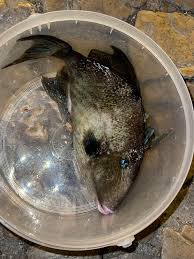 Image result for Balistes capriscus