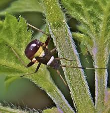 Attēlu rezultāti vaicājumam “Closterotomus biclavatus”