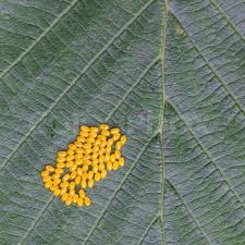 Attēlu rezultāti vaicājumam “Aporia crataegi pupa”