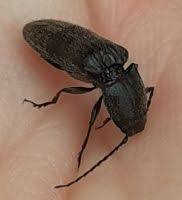 Attēlu rezultāti vaicājumam “Hemicrepidius sp.”