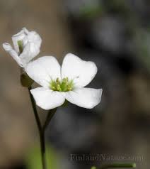 Attēlu rezultāti vaicājumam “Cardaminopsis arenosa flower”