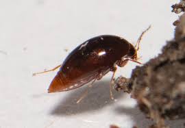 Attēlu rezultāti vaicājumam “Scaphisoma sp.”