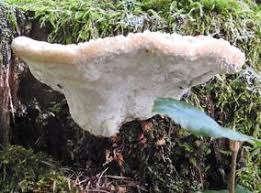 Attēlu rezultāti vaicājumam “Postia”