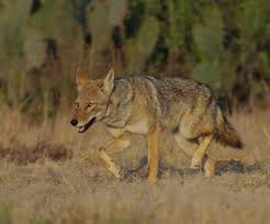 Image result for Clyde Valley Predators