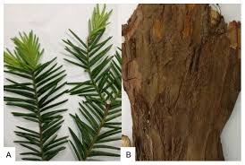 Attēlu rezultāti vaicājumam “Taxus wallichiana”