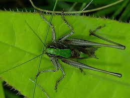 Attēlu rezultāti vaicājumam “Metrioptera brachyptera”