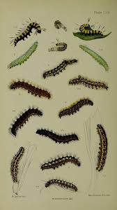 Attēlu rezultāti vaicājumam “Craniophora ligustri larva”