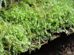 Attēlu rezultāti vaicājumam “Nowellia curvifolia”