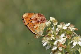 Attēlu rezultāti vaicājumam “Brenthis ino upperside”
