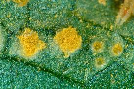 Attēlu rezultāti vaicājumam “Melampsora populnea”