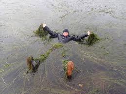 Attēlu rezultāti vaicājumam “Comatricha ellae stalked”