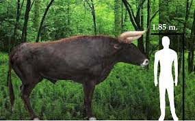 Attēlu rezultāti vaicājumam “Bos primigenius taurus”