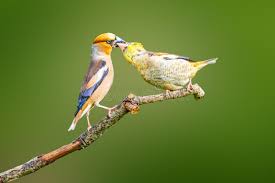 Attēlu rezultāti vaicājumam “Coccothraustes coccothraustes adult”
