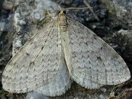 Attēlu rezultāti vaicājumam “Operophtera”