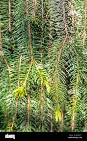 Attēlu rezultāti vaicājumam “Picea abies leaf”