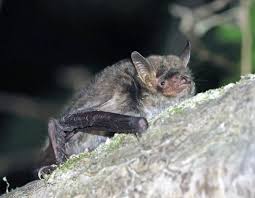Attēlu rezultāti vaicājumam “Myotis dasycneme”