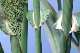 Attēlu rezultāti vaicājumam “Echinochloa crus-galli leaf”
