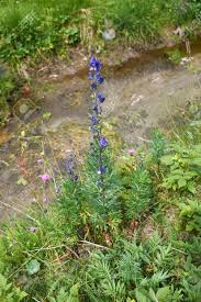 Attēlu rezultāti vaicājumam “Aconitum napellus leaf”