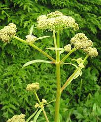 Attēlu rezultāti vaicājumam “Levisticum officinale flower”
