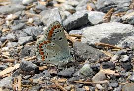 Attēlu rezultāti vaicājumam “Aricia artaxerxes”