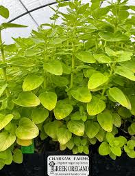 Image result for Origanum vulgare