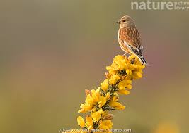 Attēlu rezultāti vaicājumam “Carduelis cannabina male”