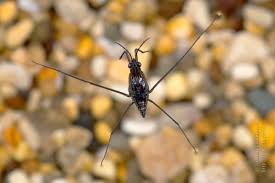 Attēlu rezultāti vaicājumam “Gerridae imago”