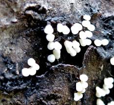 Attēlu rezultāti vaicājumam “Hemitrichia sordivesiculosa sessile”